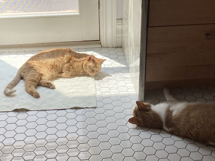 Sarah, Sunning Herself. She's Got Mild Asthma, Some Plant Allergies, And Arthritis In One Of Her Front Legs