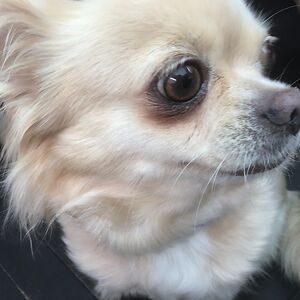 CouchChihuahua (He/Him)