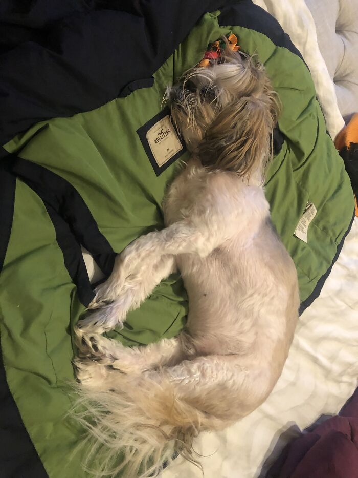 Last Photo Ever Of My Goodest Boi, Snickers Bar; 14&1/2 Years, Congestive Heart Failure & Seizures