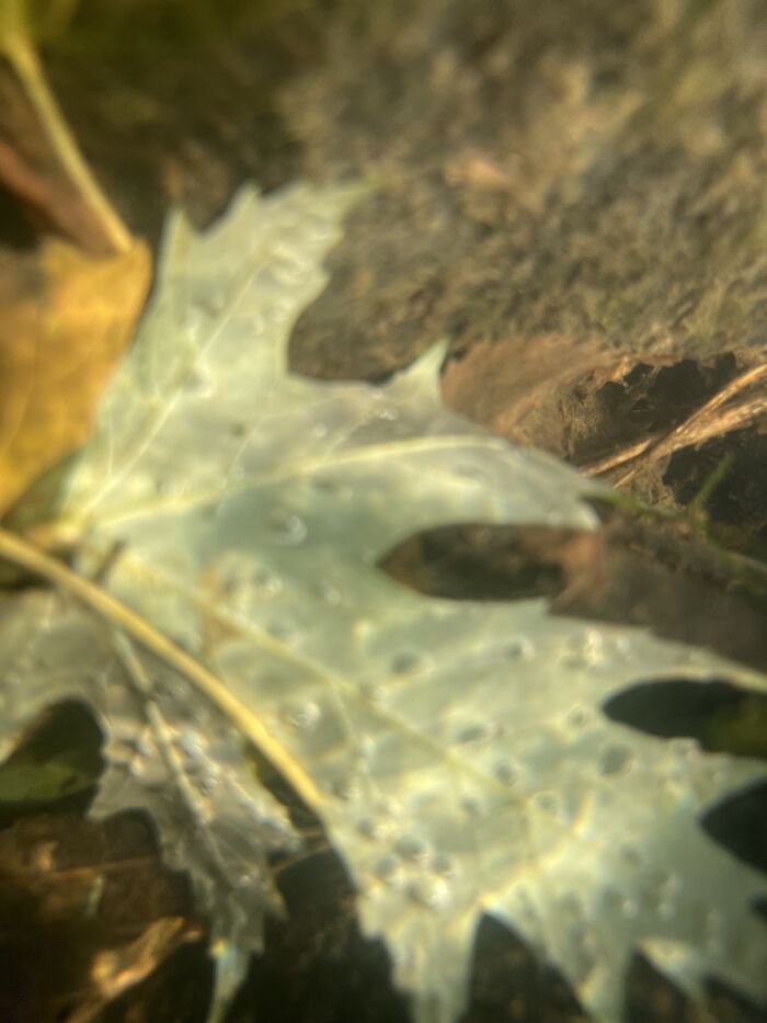 Pictures I’ve Taken Recently (10 Pics)