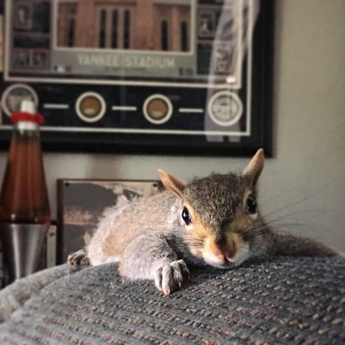 Esta cría de ardilla eligió a su rescatador en vez de la naturaleza tras ser rechazada por su madre