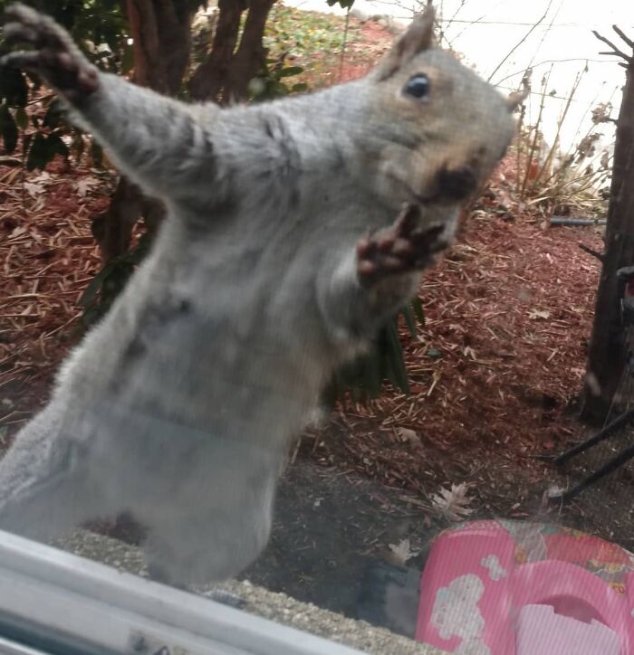 Esta cría de ardilla eligió a su rescatador en vez de la naturaleza tras ser rechazada por su madre