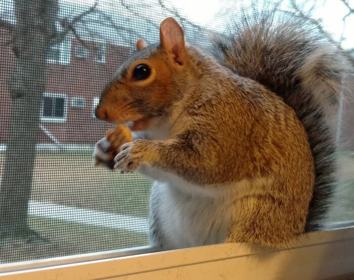 Esta cría de ardilla eligió a su rescatador en vez de la naturaleza tras ser rechazada por su madre