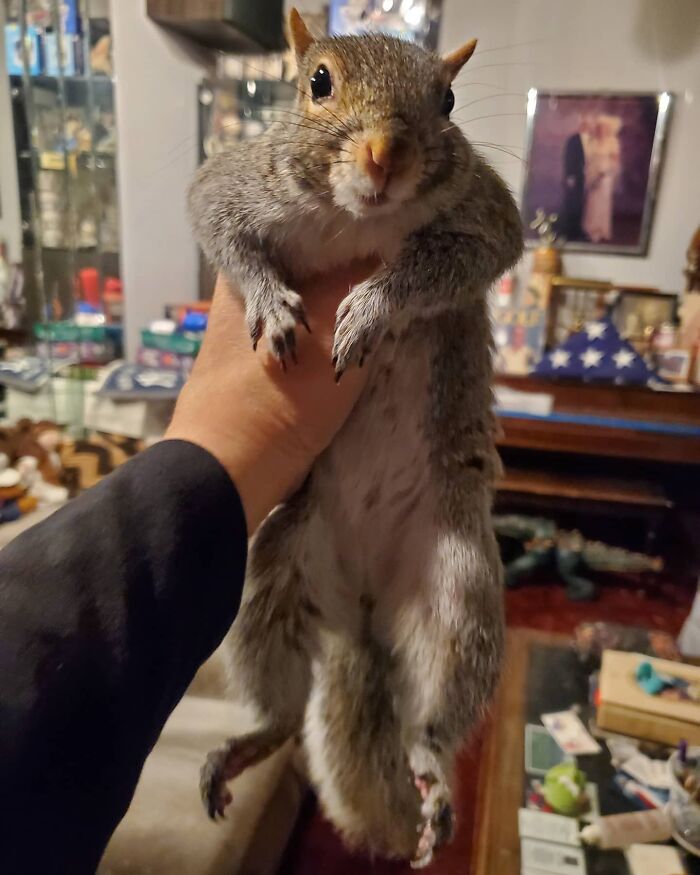 Esta cría de ardilla eligió a su rescatador en vez de la naturaleza tras ser rechazada por su madre