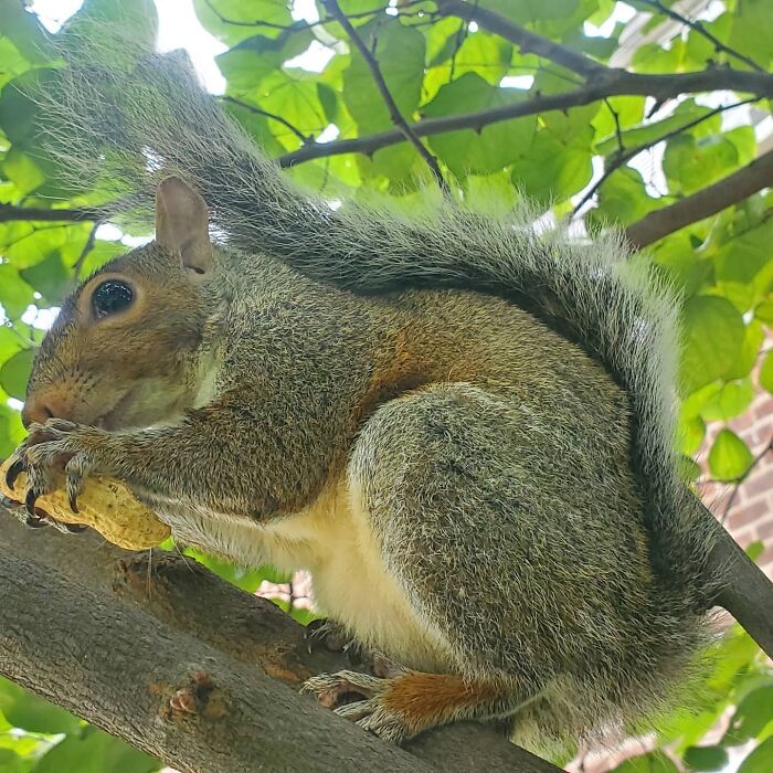 Esta cría de ardilla eligió a su rescatador en vez de la naturaleza tras ser rechazada por su madre