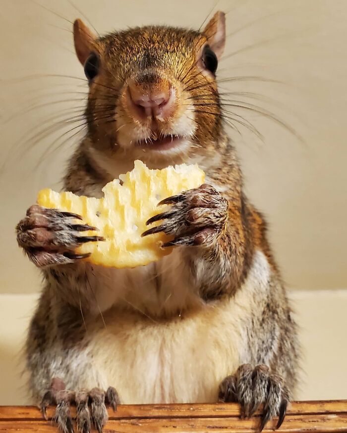Esta cría de ardilla eligió a su rescatador en vez de la naturaleza tras ser rechazada por su madre