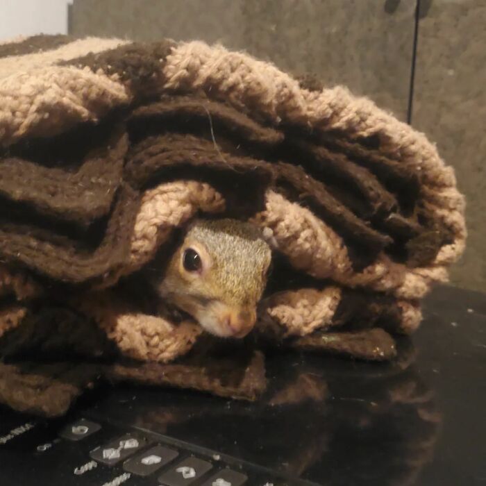 Esta cría de ardilla eligió a su rescatador en vez de la naturaleza tras ser rechazada por su madre