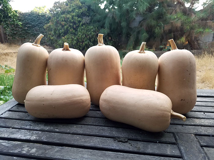 Los vecinos nos odian y fueron a la asociación de propietarios porque teníamos algo "venenoso" que estaba creciendo en nuestro patio trasero. Aquí está nuestra cosecha