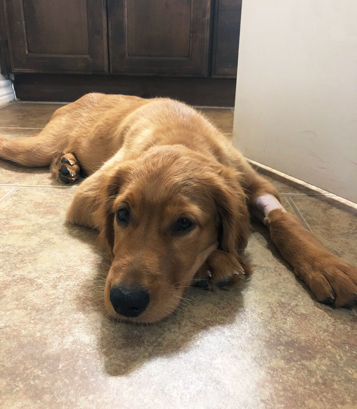 Gracias a todos por sus oraciones. La asociación de propietarios roció productos químicos tóxicos en el patio trasero causando temblores severos, hipersalivación y problemas neurológicos