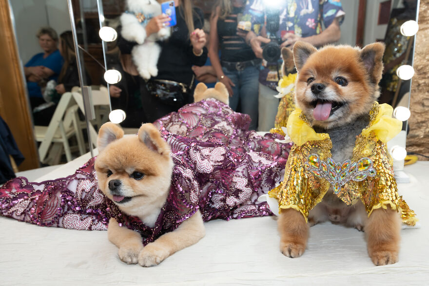 Dogs And A Cat In Couture Take Over New York Fashion Week (10 Pics)