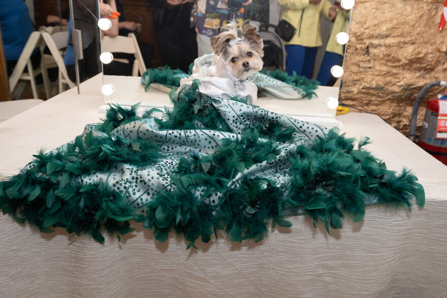 Dogs And A Cat In Couture Take Over New York Fashion Week (10 Pics)