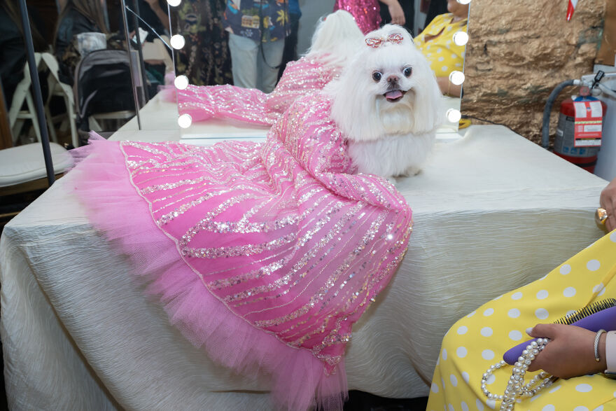 Dogs And A Cat In Couture Take Over New York Fashion Week (10 Pics)