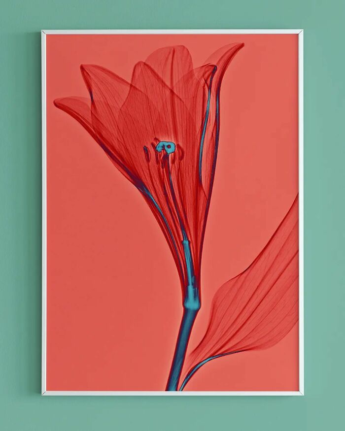 17 Pictures Of Plants That I Took Using X-Ray