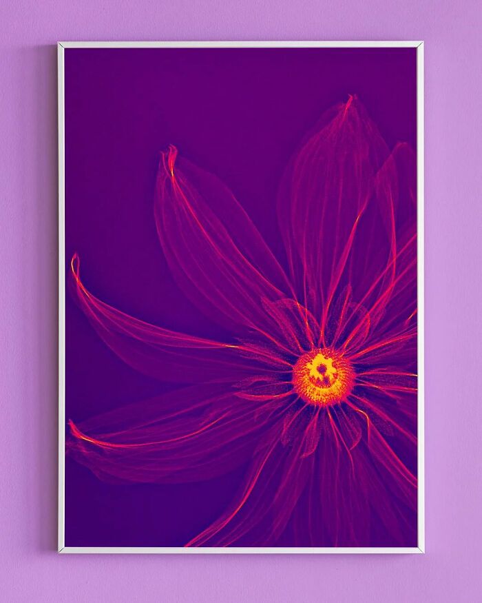 17 Pictures Of Plants That I Took Using X-Ray