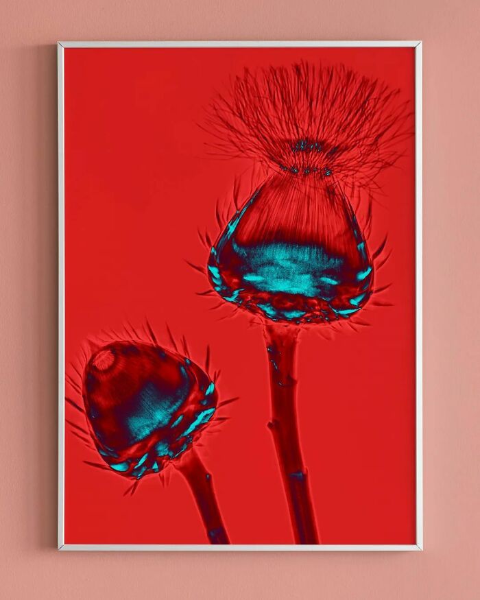 17 Pictures Of Plants That I Took Using X-Ray