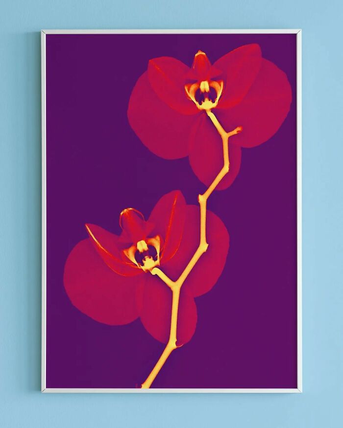 17 Pictures Of Plants That I Took Using X-Ray