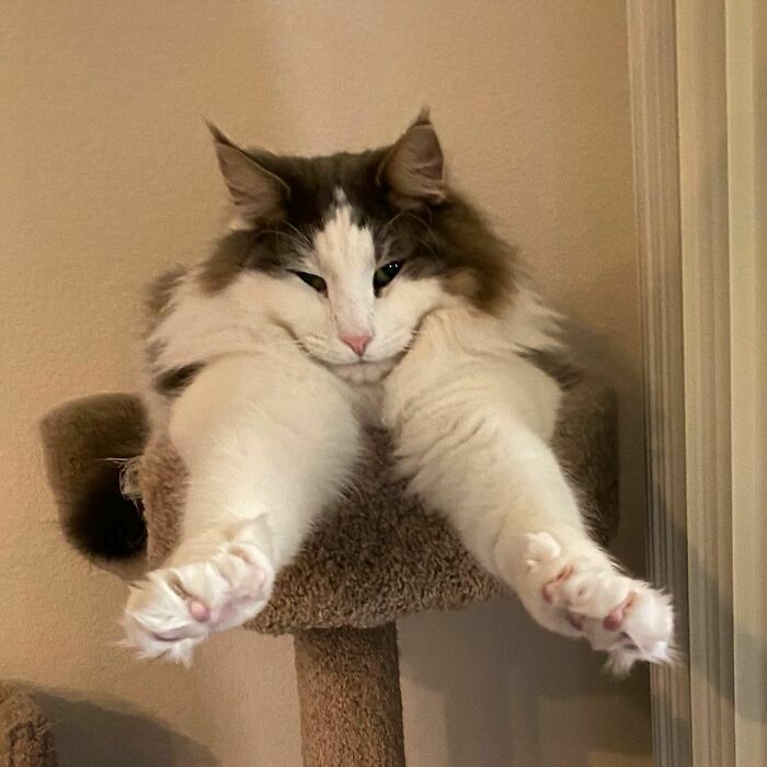 Gato bosque de Noruega desde Chicago