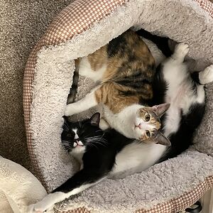 abigail-miller avatar