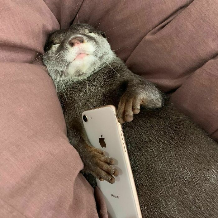 Mr. Bingo, Please Return My iPhone