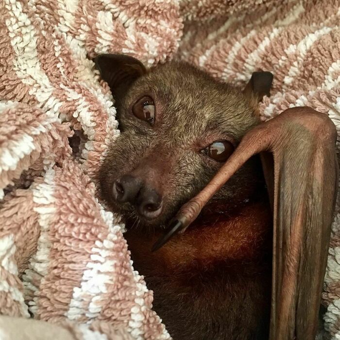 Krumpet, A Sweet Little Boy