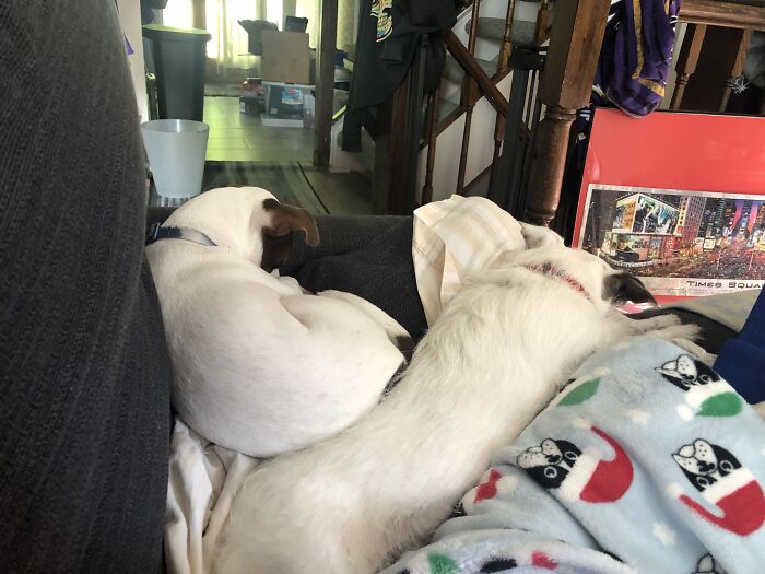The Rare Moment When Two Jack Russell Terriers Are Resting