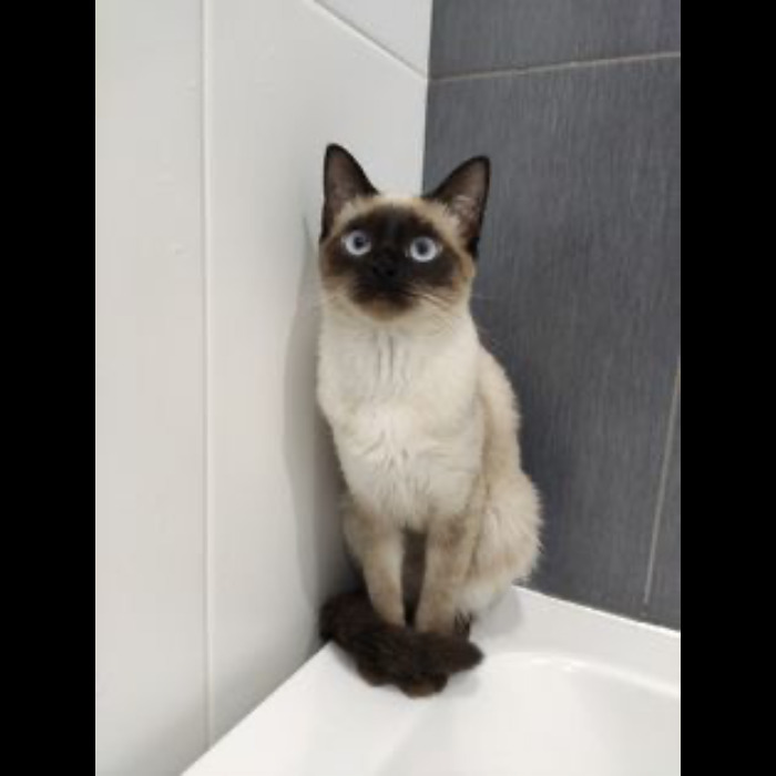 If Your Feeling Down, Here’s 14 Pictures Of My Cat. If Your Feeling Down, Here’s 14 Pictures Of My Cat.