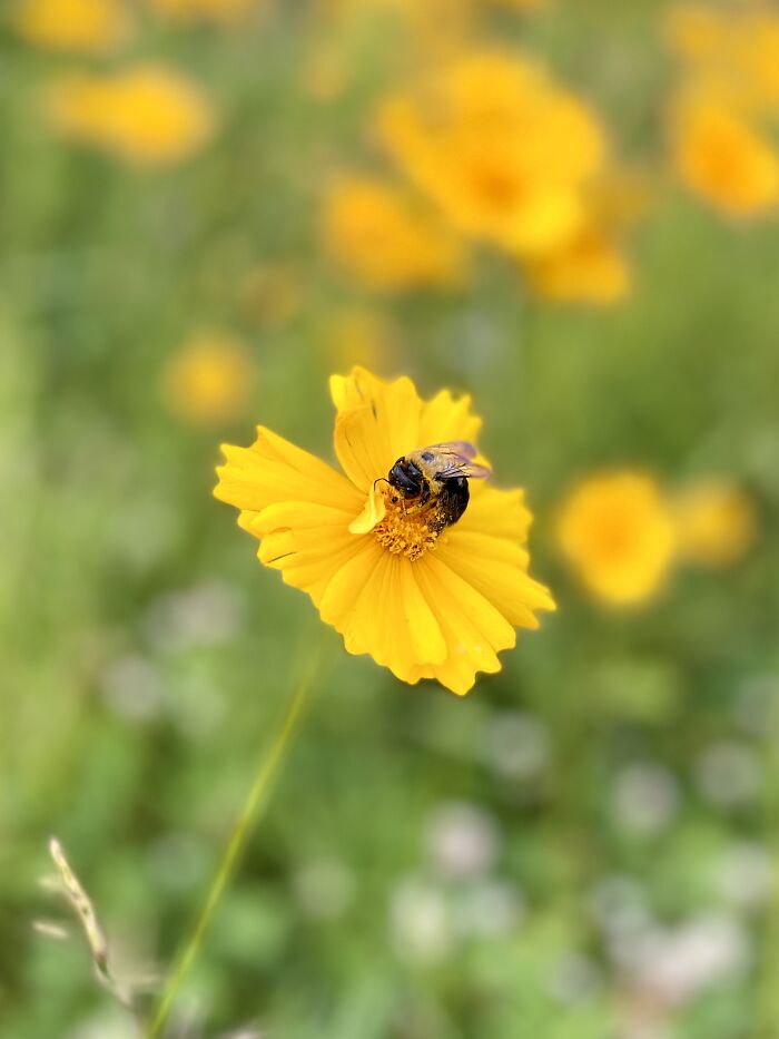 This Adorable Bumblebee!
