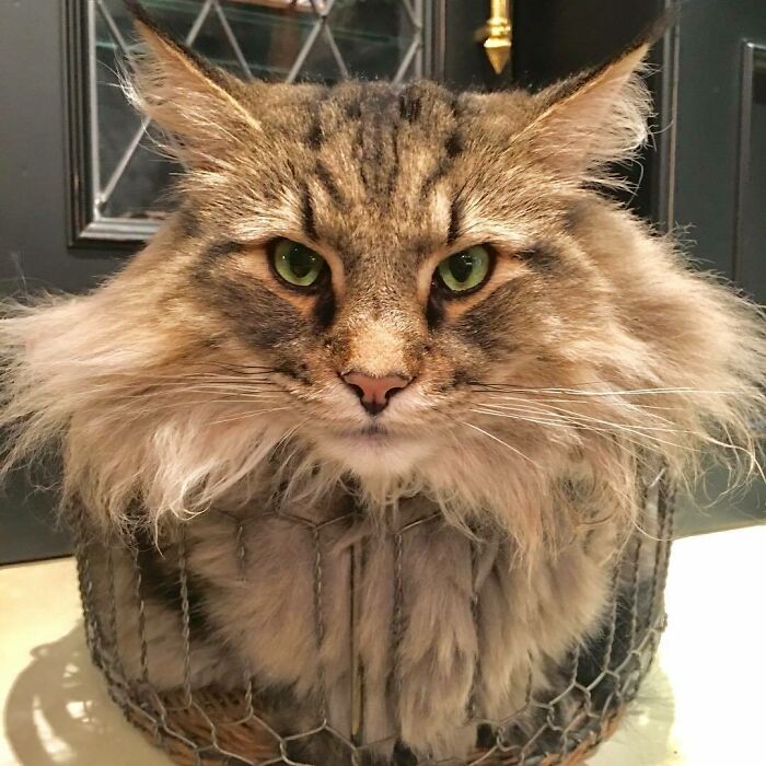 ¿¿Qué estás mirando??