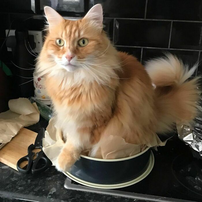 Ready For Some Baking