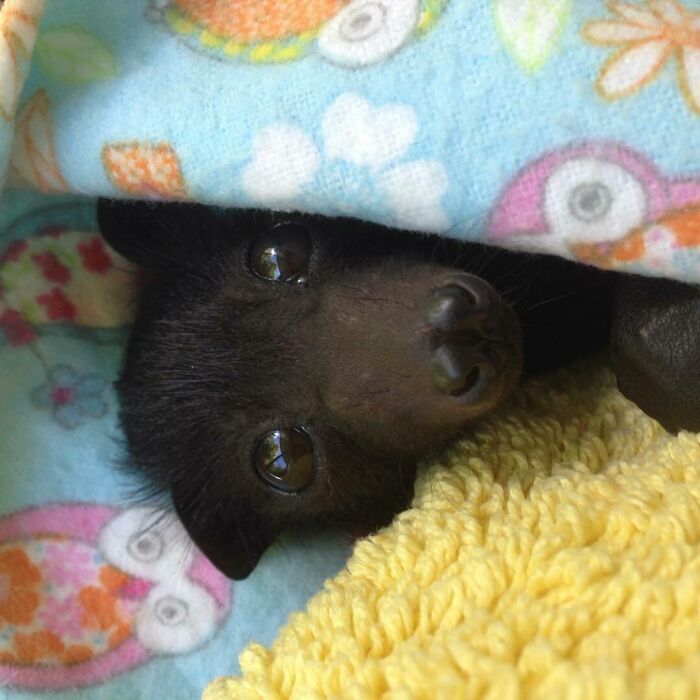 Little Joseph All Tucked In