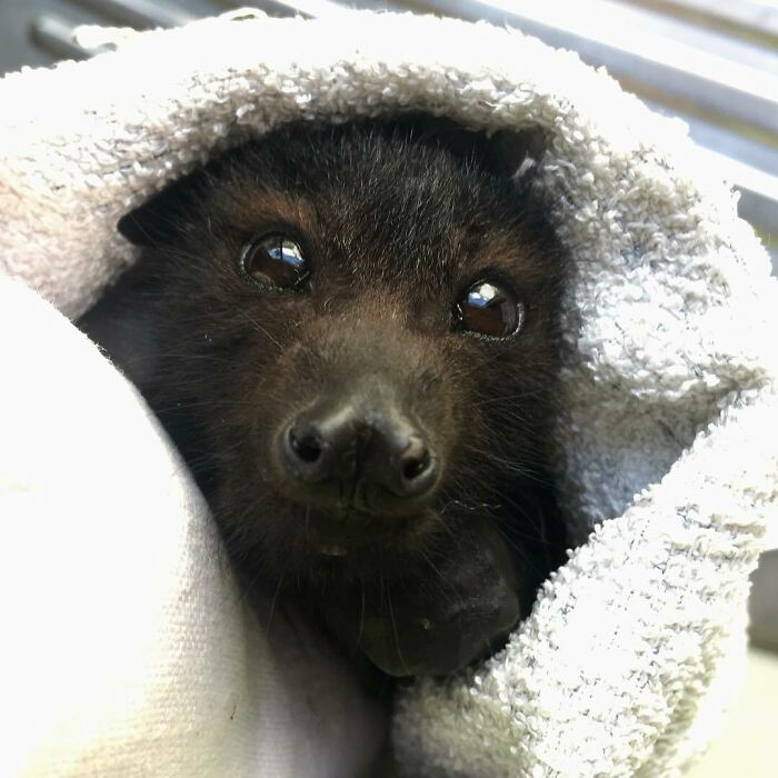 I Don't Know How These Fuzzy Flying Fur Babies Got Such A Terrible Reputation, But It's Truly An Injustice