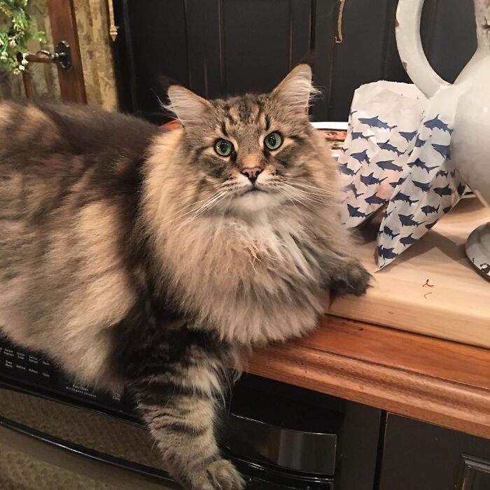 My Winter Neck Gaiter Is Getting Thick