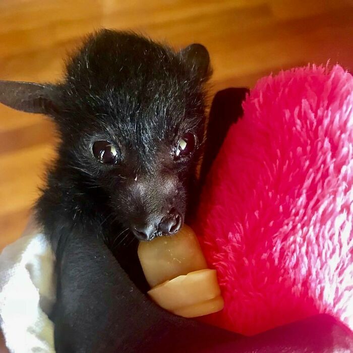 Throwback To When Katie Was Just A Tiny Dot. Now She Is Practicing Her Flight Skills In The Aviary With All Her Friends. They Grow Up So Fast