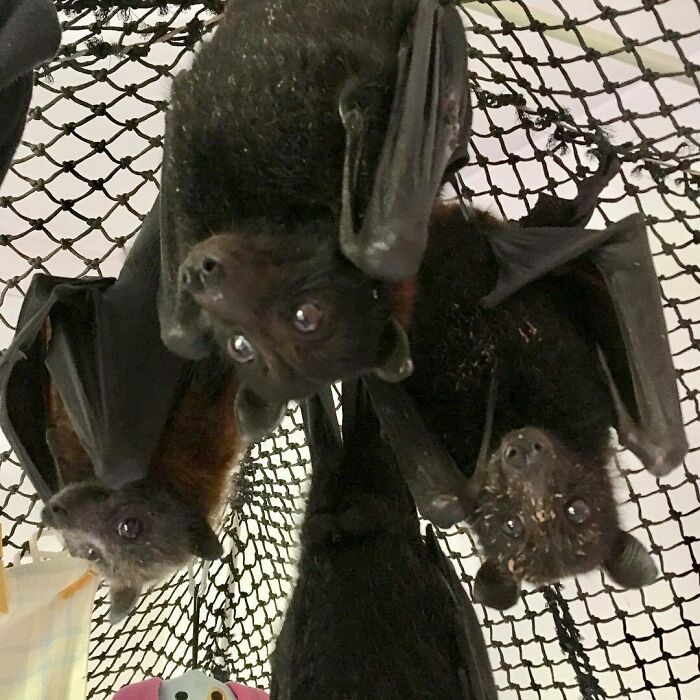 Three Little Friends