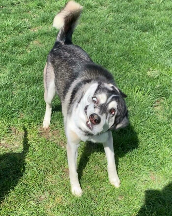 I Am Pretty Sure The Neighbors Can Hear Me Laughing Right Now