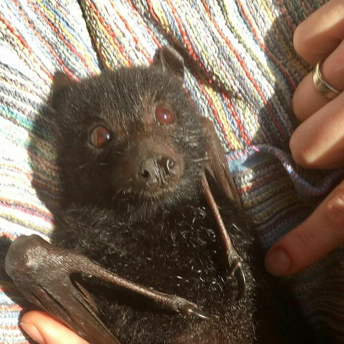 Happy Jill Who Needed A Little Assistance With Cleaning After Falling Asleep In Her Feeding Bowl