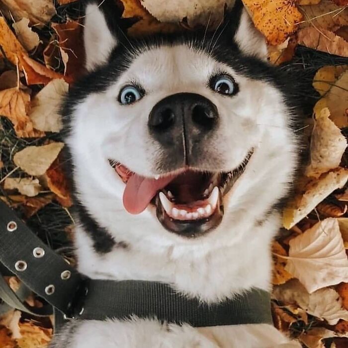Happy Fall Boi