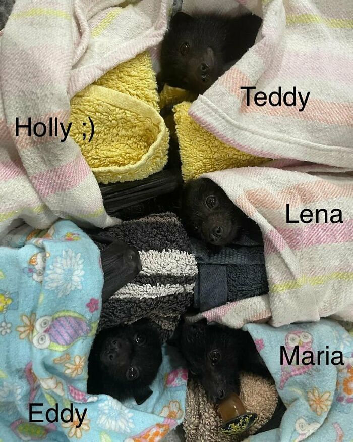 Estos son sus nombres