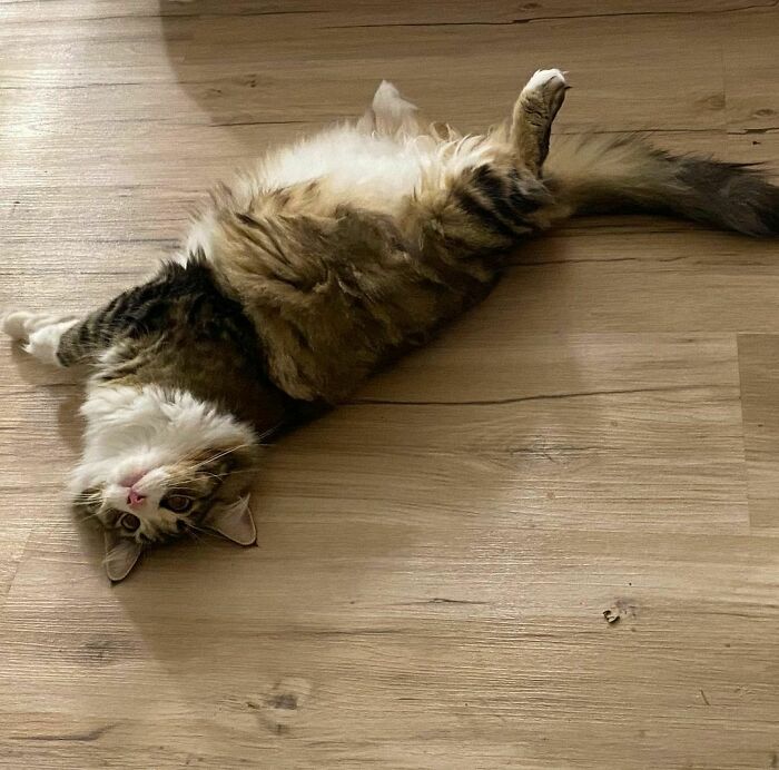 Darling Is Expecting Her First Little Kittens Very Soon And She Is Already Very Excited