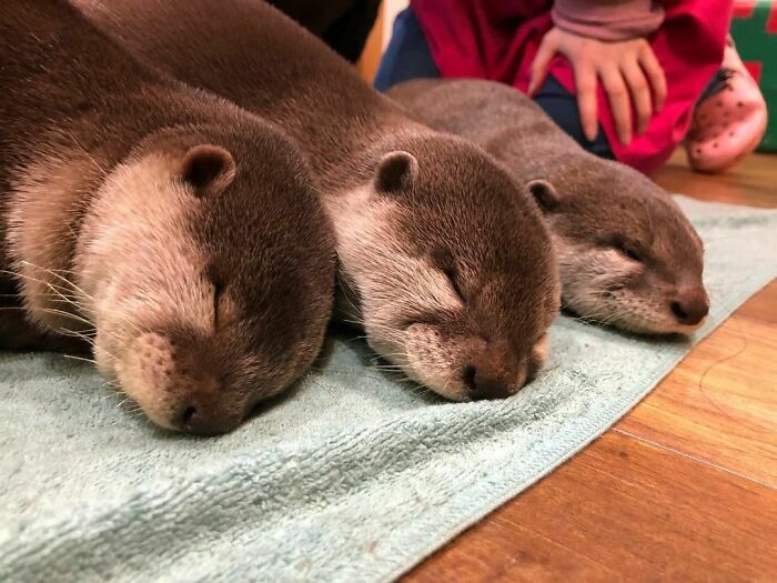 Brothers Sleepy Time