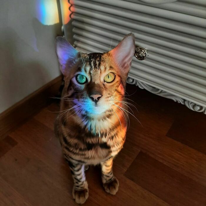 Brown Bengal Named Ivan