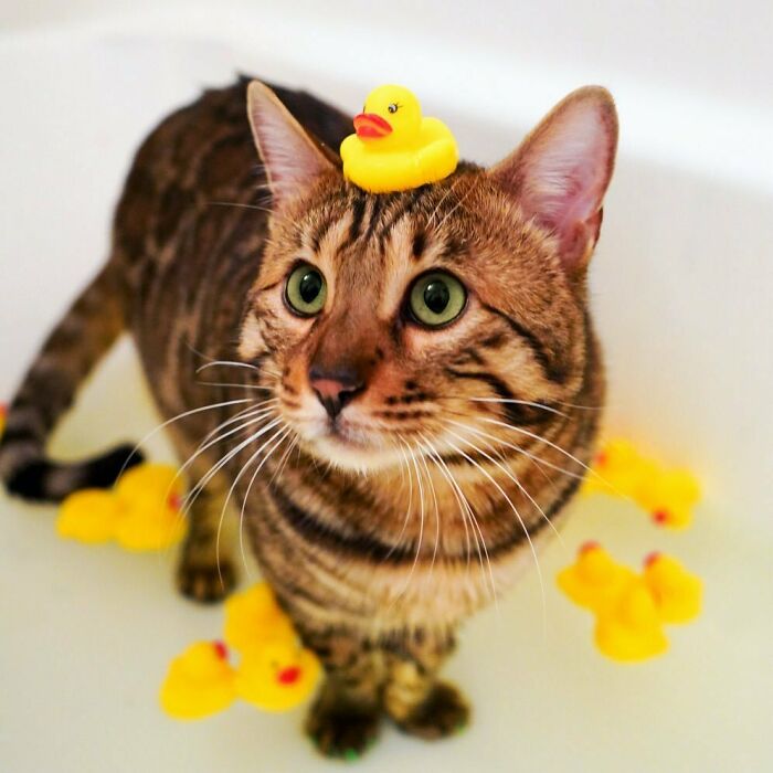 Cute Bengal Cat Jango