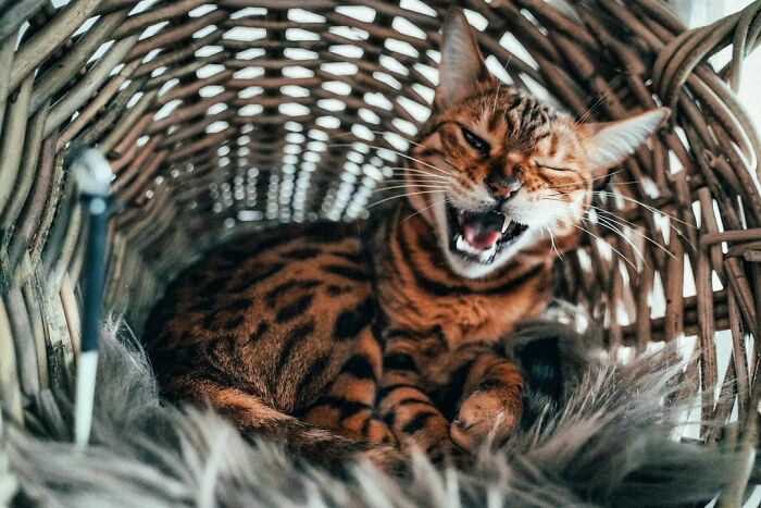 Frau Blau - The Bengal