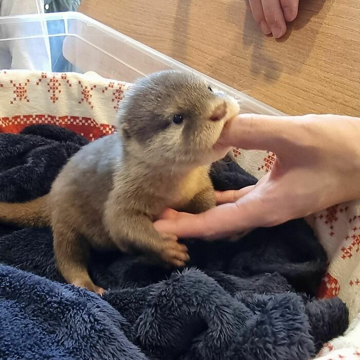 Cute baby otter nibbling on a person's finger, surrounded by a cozy blanket in a box.