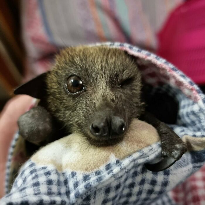 Hi There, I Am Rosie