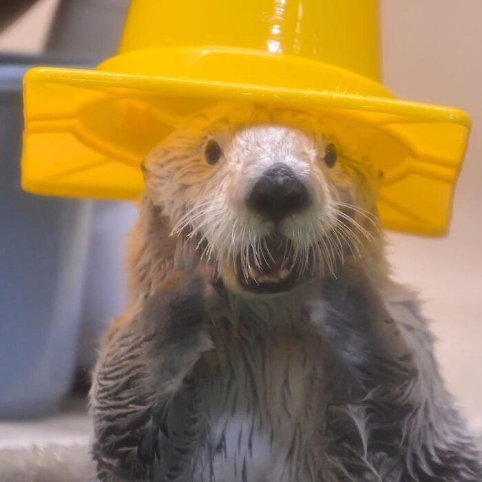 Do You Like My New Hat?