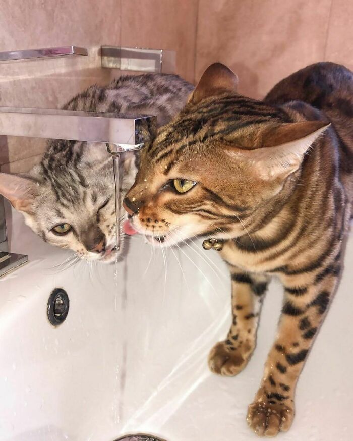 Bengal Cats Zazu & Smally