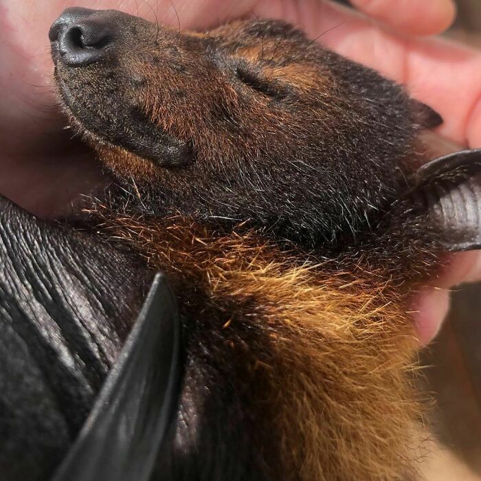 The Good Thing About Lockdown Is That Mum Is Home All Day For Cuddles