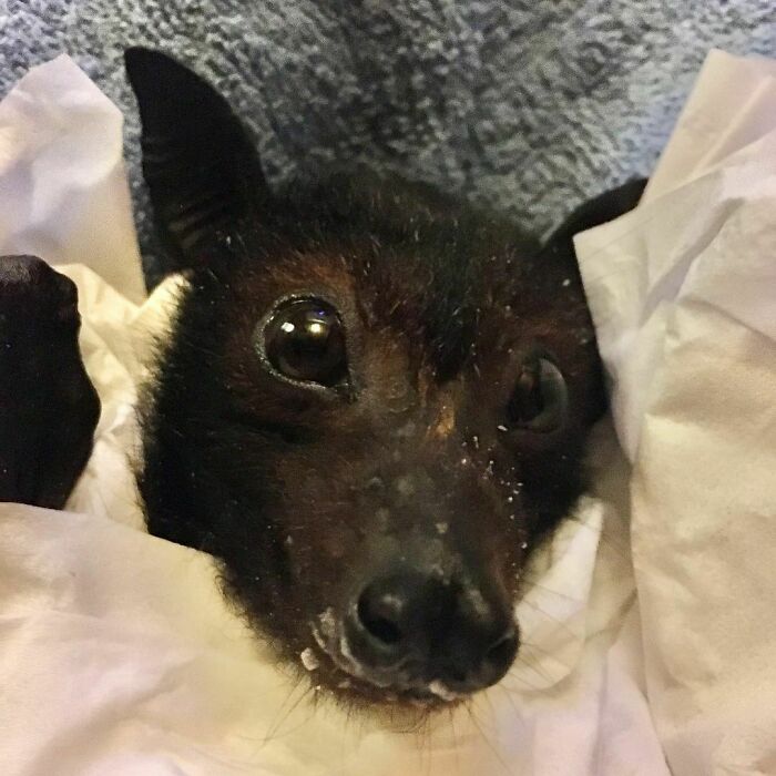 Sophisticated Batties Have Their Protein Smoothie With A Napkin