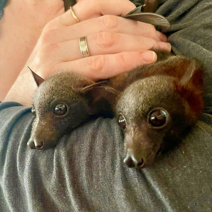 Meet The Two Mischiefs Bluey And Blurple